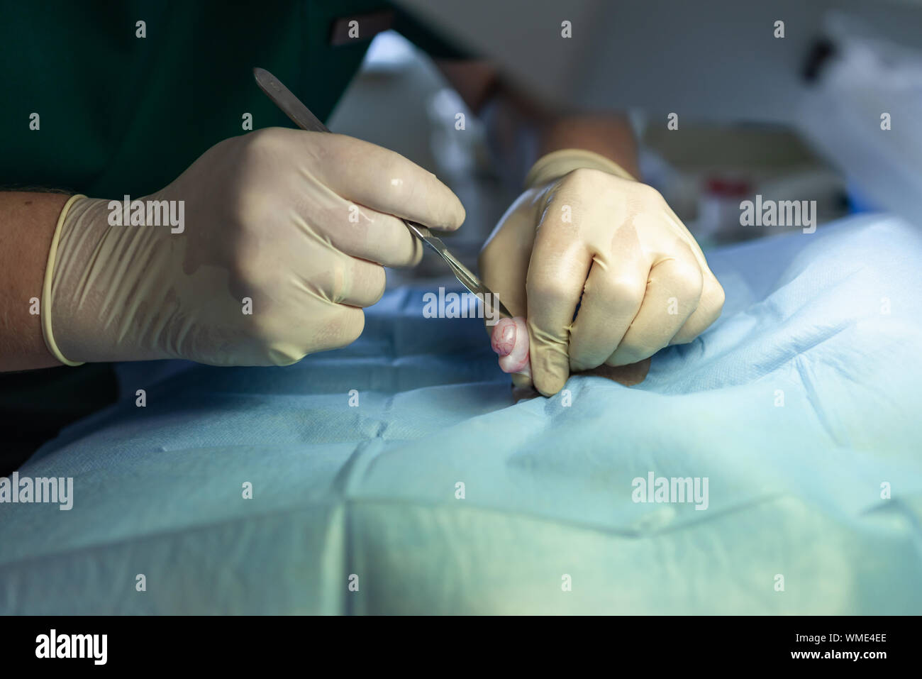 La stérilisation du chien sur les tables d'opérations sous anesthésie générale et médecins vétérinaires. Effectuer la chirurgie vétérinaire stérilisation chien.close up of veter Banque D'Images