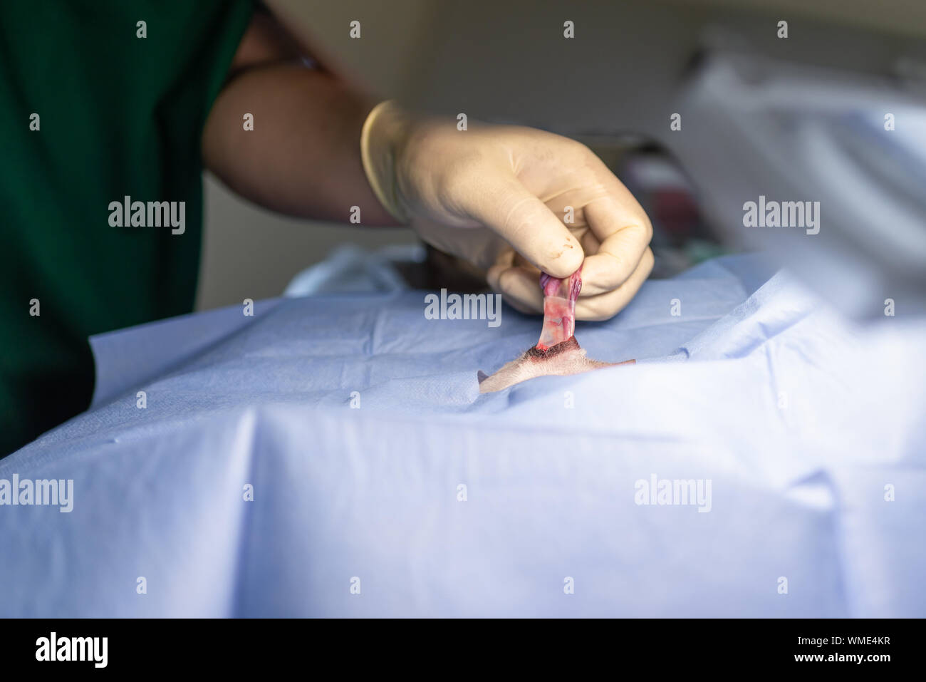 La stérilisation du chien sur les tables d'opérations sous anesthésie générale et médecins vétérinaires. Effectuer la chirurgie vétérinaire stérilisation chien.close up of veter Banque D'Images