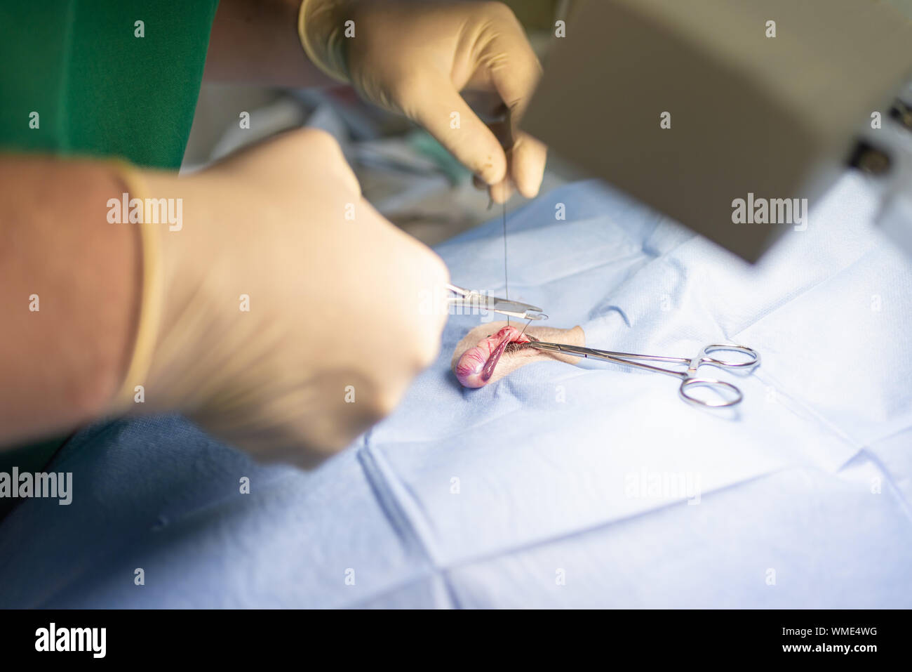 La stérilisation du chien sur les tables d'opérations sous anesthésie générale et médecins vétérinaires. Effectuer la chirurgie vétérinaire stérilisation chien.close up of veter Banque D'Images