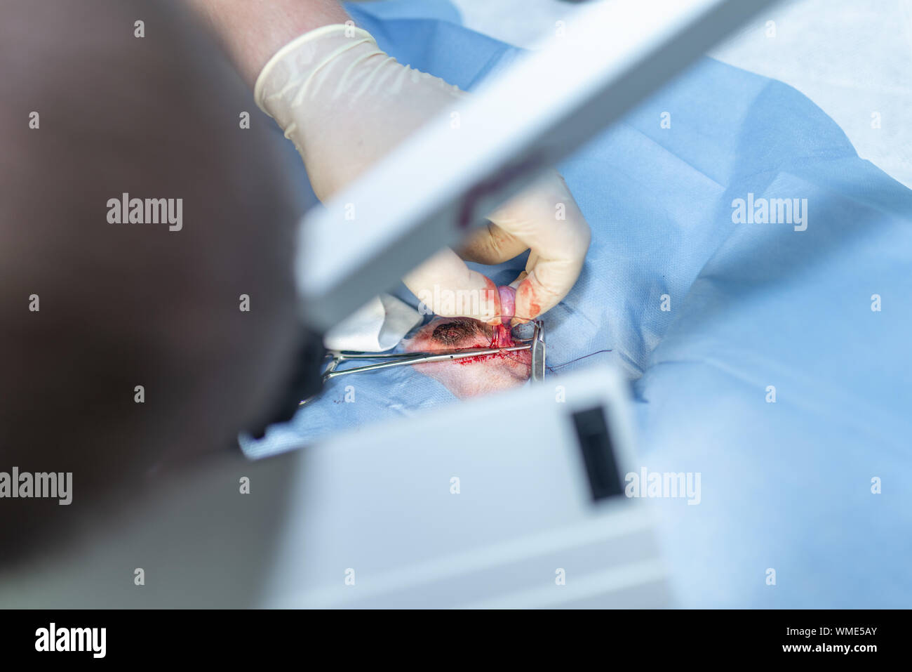 La stérilisation du chien sur les tables d'opérations sous anesthésie générale et médecins vétérinaires. Effectuer la chirurgie vétérinaire stérilisation chien.close up of veter Banque D'Images