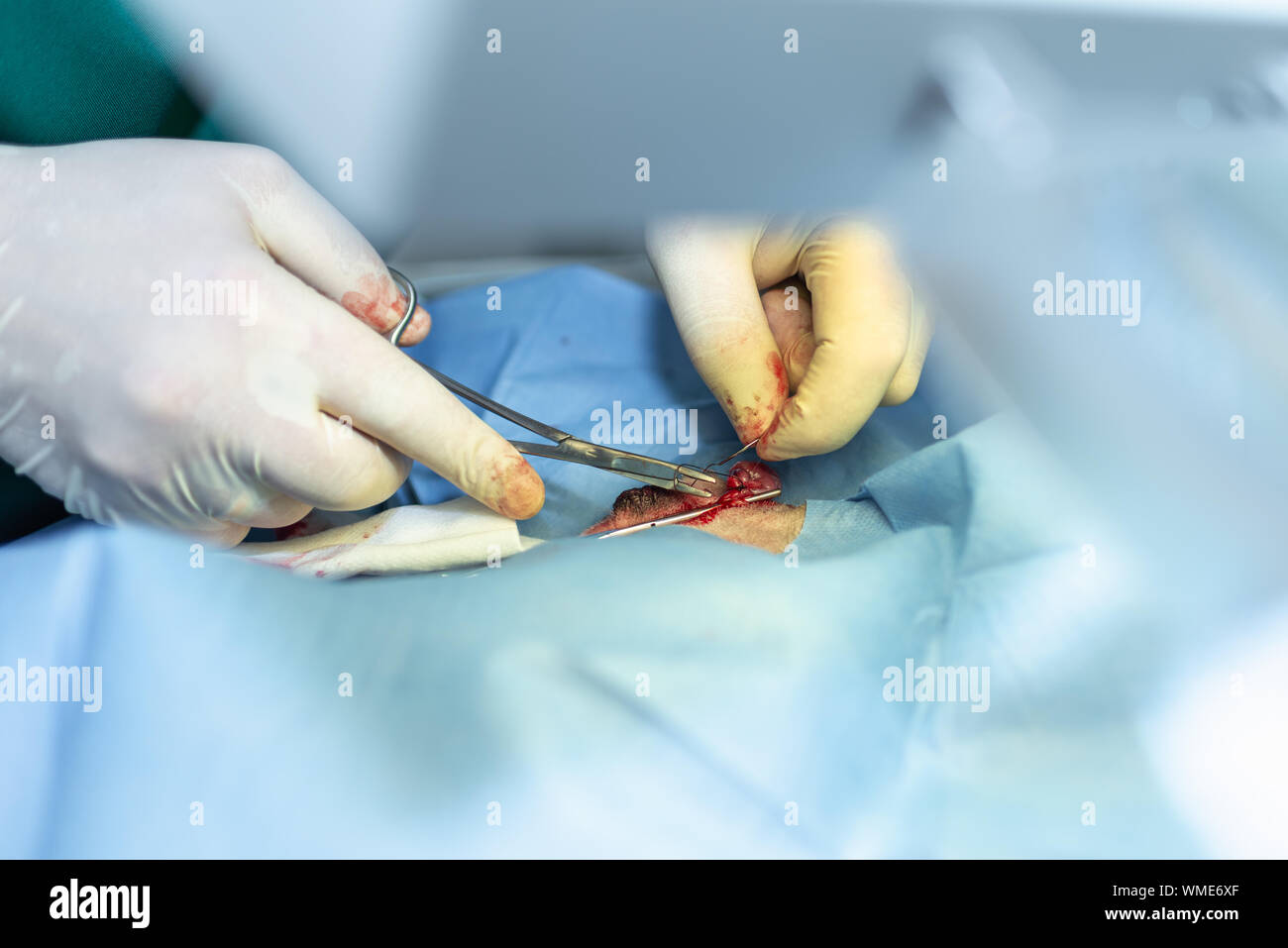 La stérilisation du chien sur les tables d'opérations sous anesthésie générale et médecins vétérinaires. Effectuer la chirurgie vétérinaire stérilisation chien.close up of veter Banque D'Images