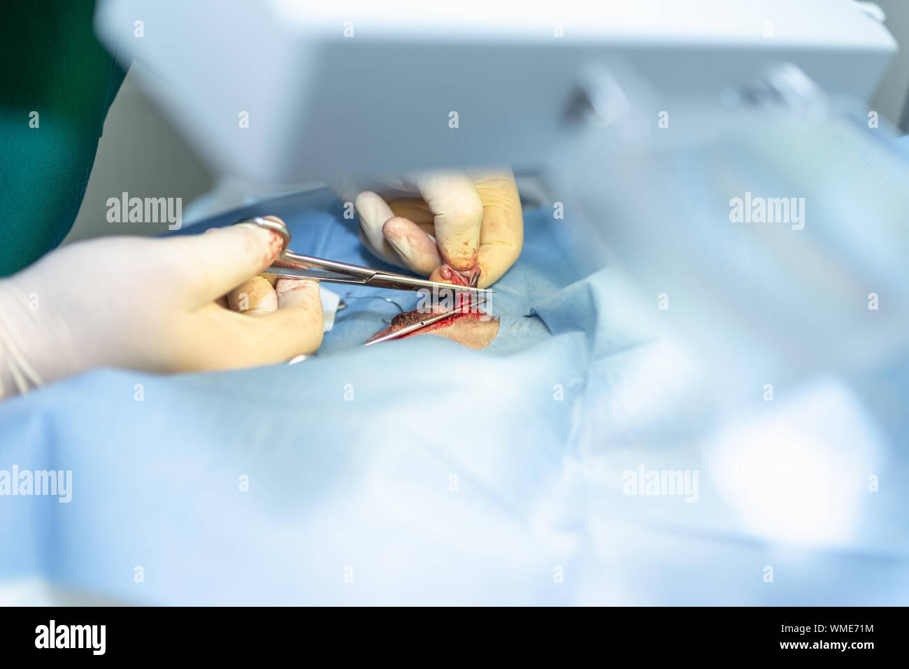La stérilisation du chien sur les tables d'opérations sous anesthésie générale et médecins vétérinaires. Effectuer la chirurgie vétérinaire stérilisation chien.close up of veter Banque D'Images