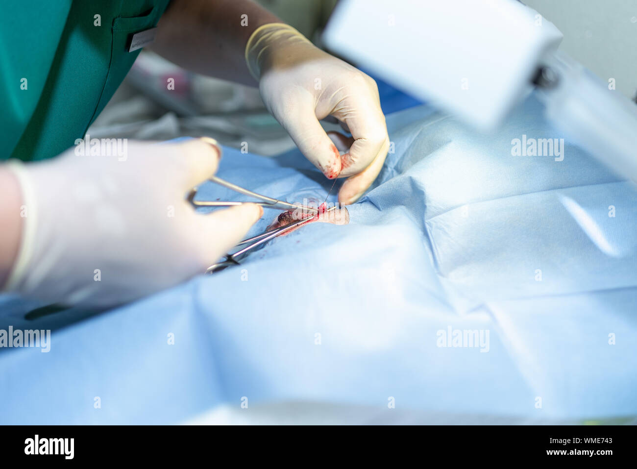 La stérilisation du chien sur les tables d'opérations sous anesthésie générale et médecins vétérinaires. Effectuer la chirurgie vétérinaire stérilisation chien.close up of veter Banque D'Images