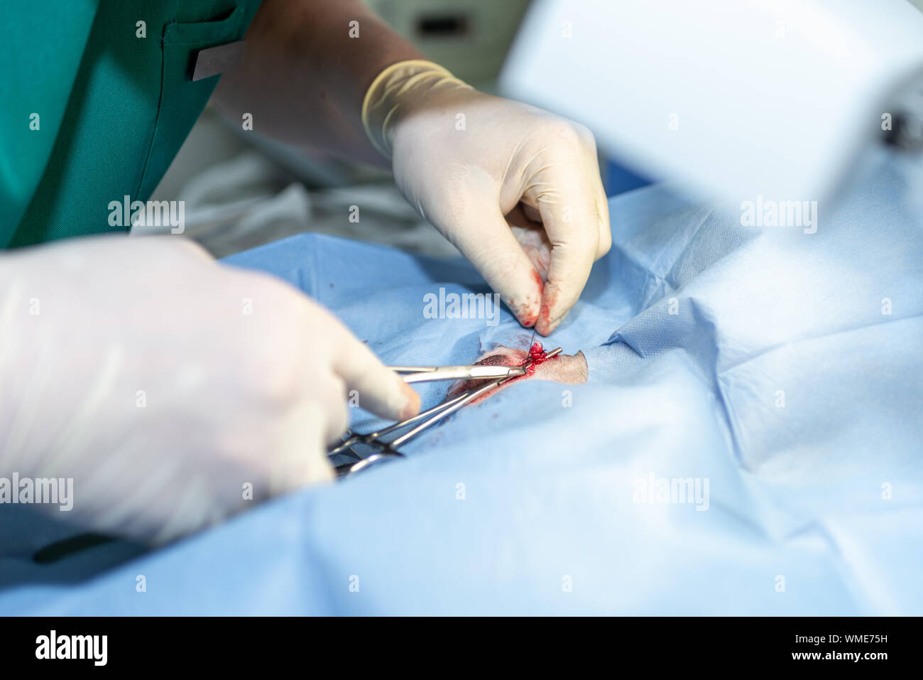 La stérilisation du chien sur les tables d'opérations sous anesthésie générale et médecins vétérinaires. Effectuer la chirurgie vétérinaire stérilisation chien.close up of veter Banque D'Images