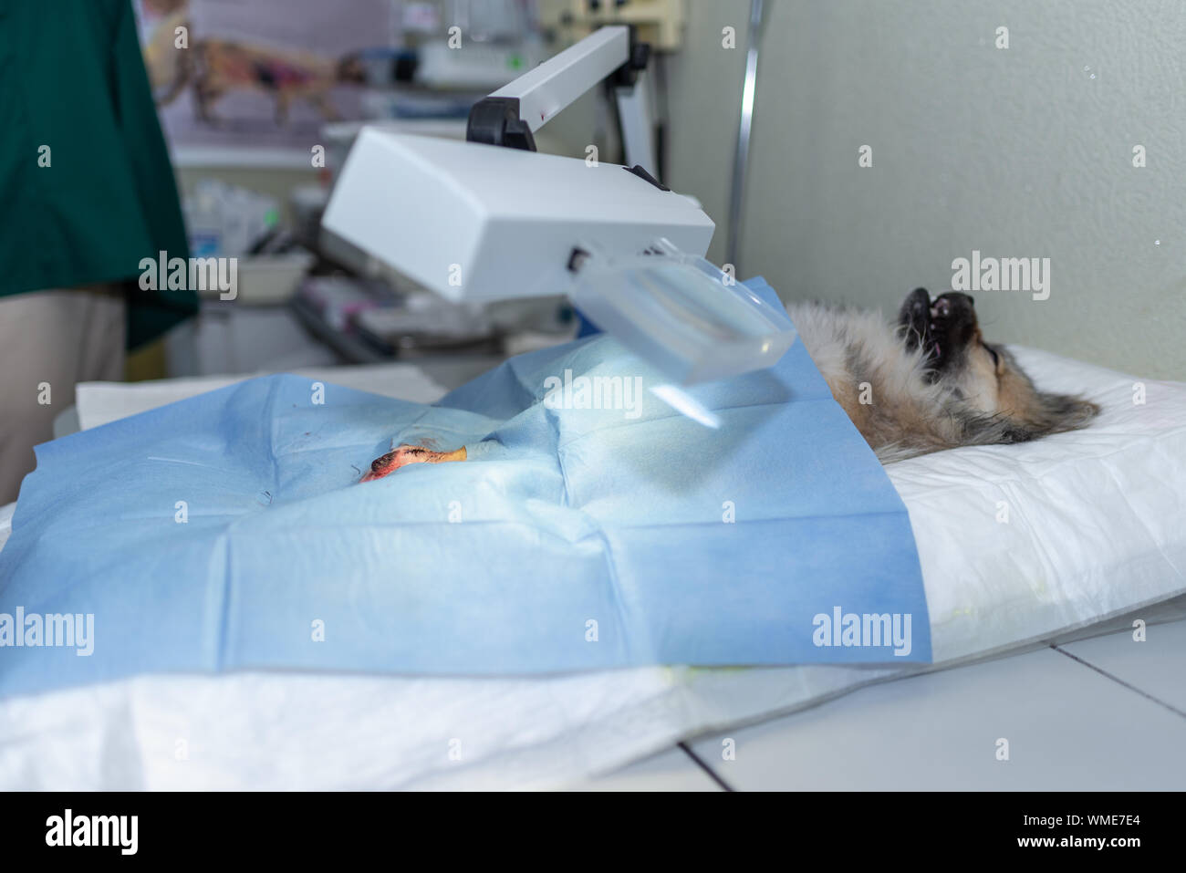 Chien après une intervention chirurgicale dans une clinique vétérinaire sous anesthésie Banque D'Images