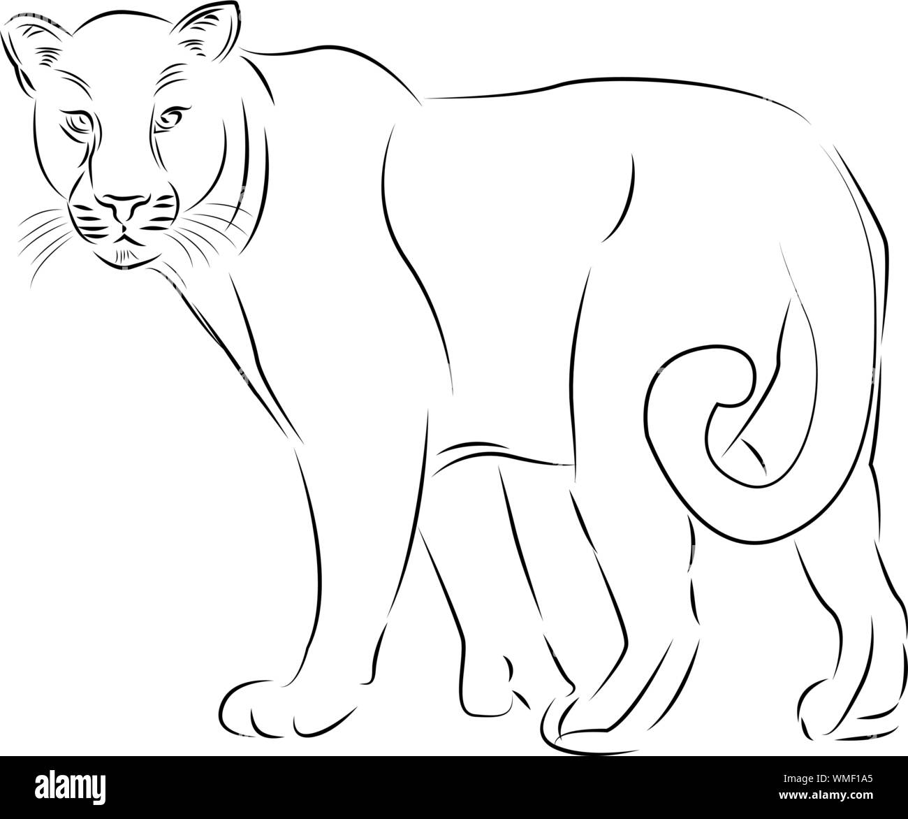 Zoo. La faune africaine. Puma, léopard, chat sauvage, coguar, mountain lion.  Illustration à la main pour la conception de tatouage, gravure d'animal  sauvage Image Vectorielle Stock - Alamy