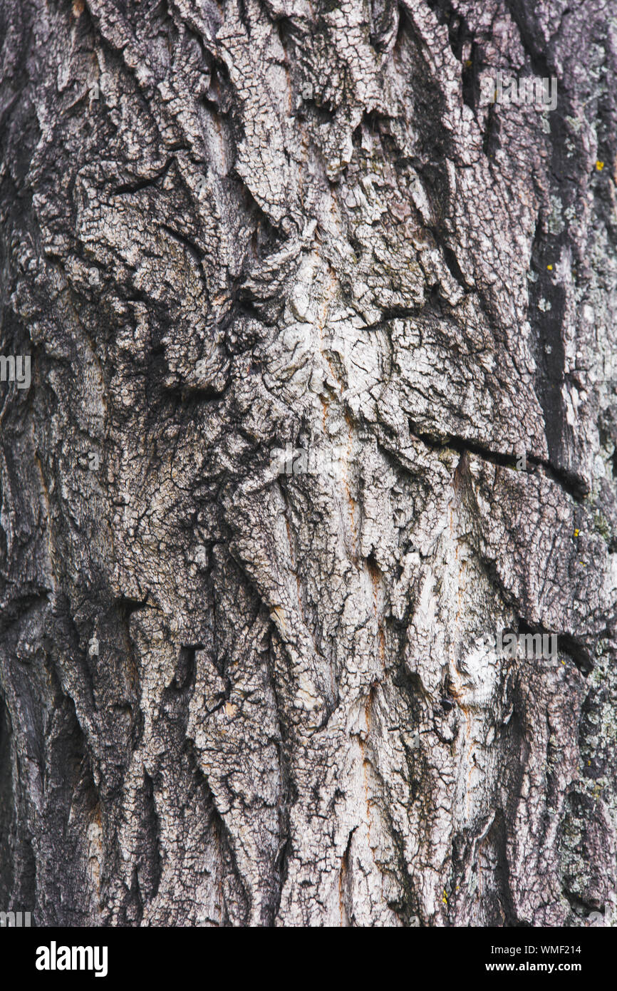Tronc d'arbre dans les bois Banque D'Images