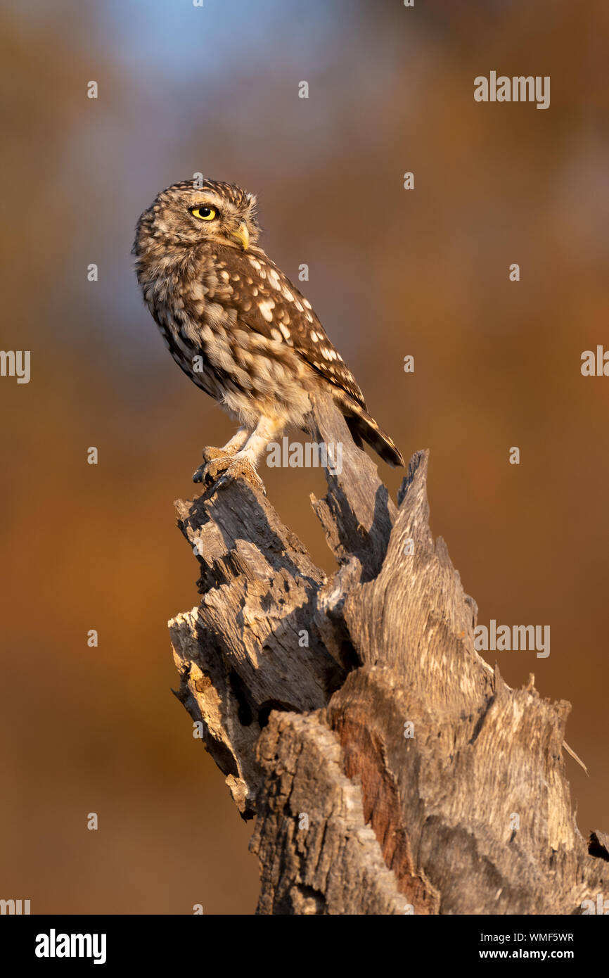 Petite chouette - Mocho-galego - Athene noctua Banque D'Images