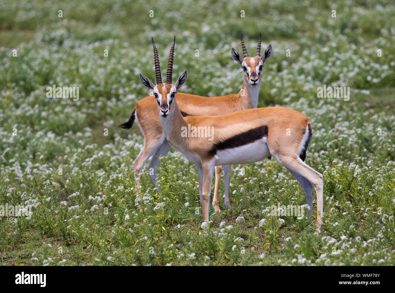 La gazelle de Thomson (Eudorcas thomsonii), Ndutu Ngorongoro Conservation Area, le sud de Serengeti, Tanzanie. Banque D'Images