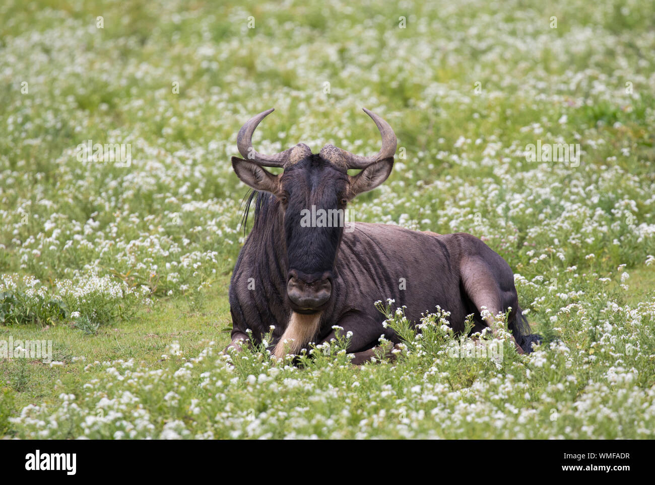 Le Gnou bleu (Connochaetes taurinus) dans les fleurs sauvages,, Ndutu Ngorongoro Conservation Area, Serengeti, Tanzanie du sud. Banque D'Images