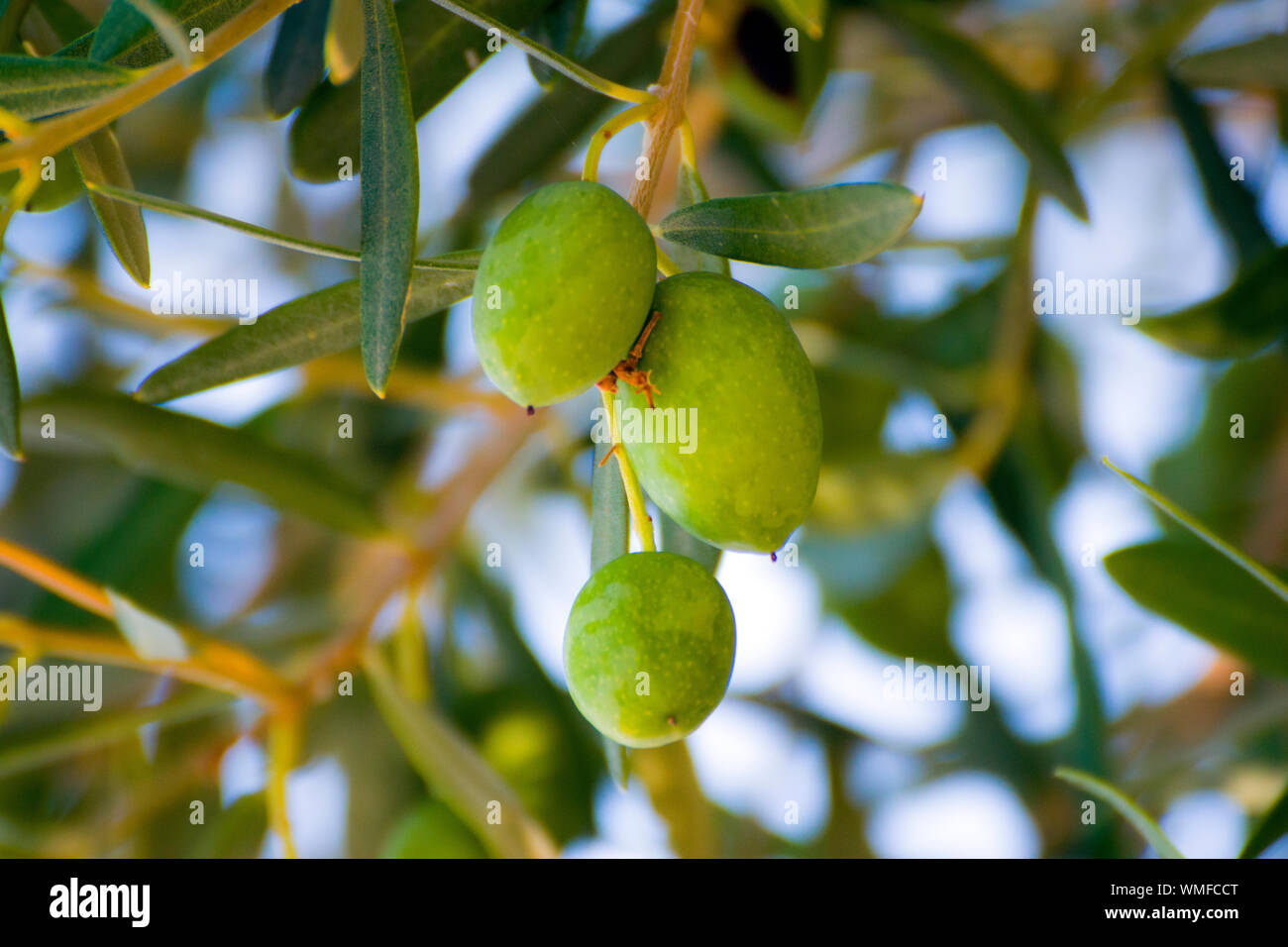 Trois olives vertes dans une branche d'arbre d'olive Banque D'Images