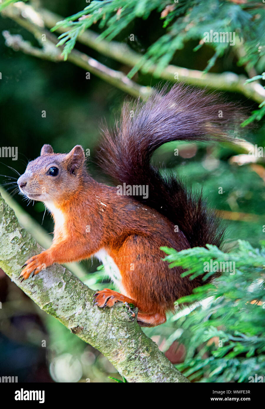 Écureuil rouge sauvage jouant dans les arbres à noix Banque D'Images