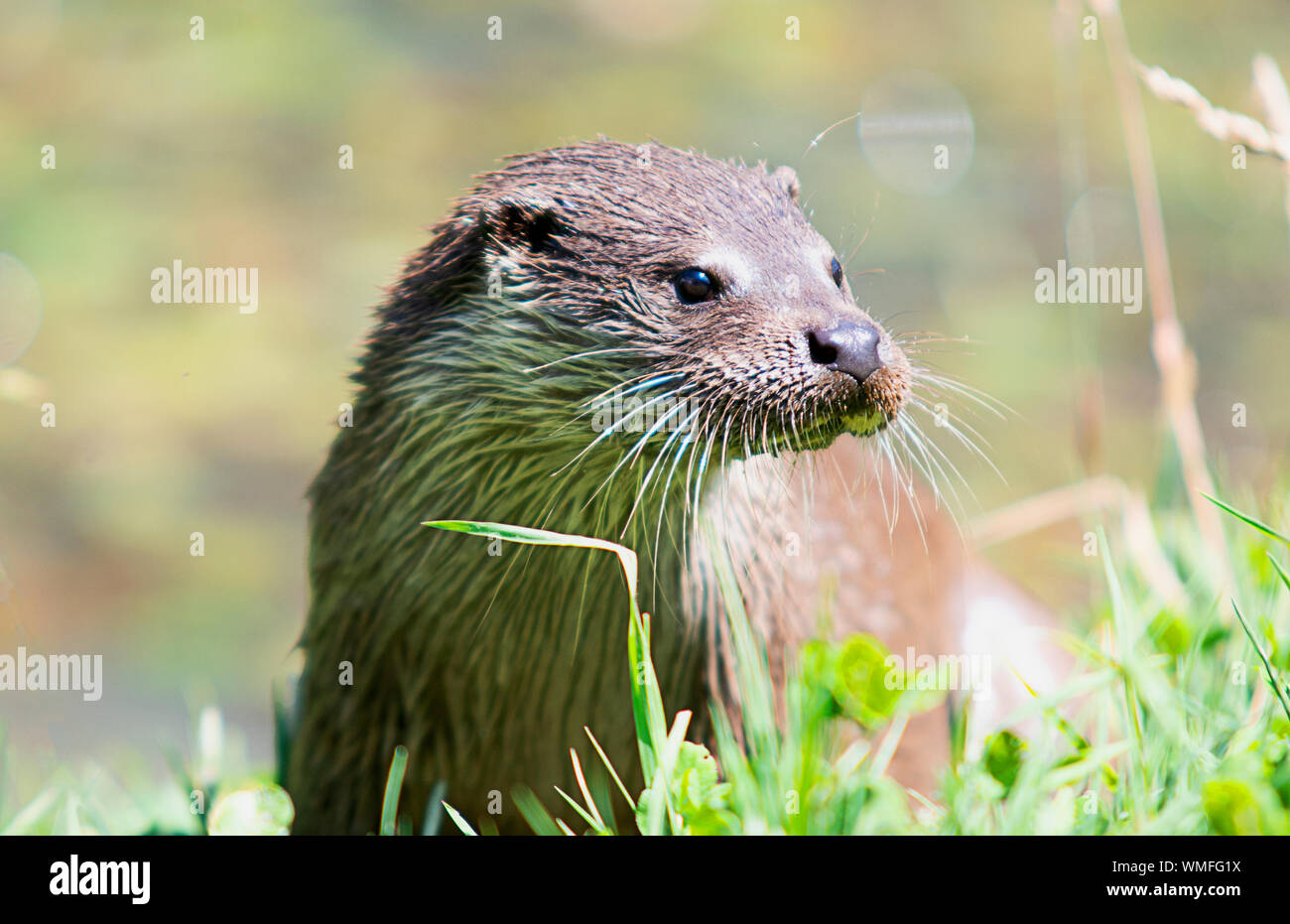Wild otter sur banque sur un jour d'été Banque D'Images