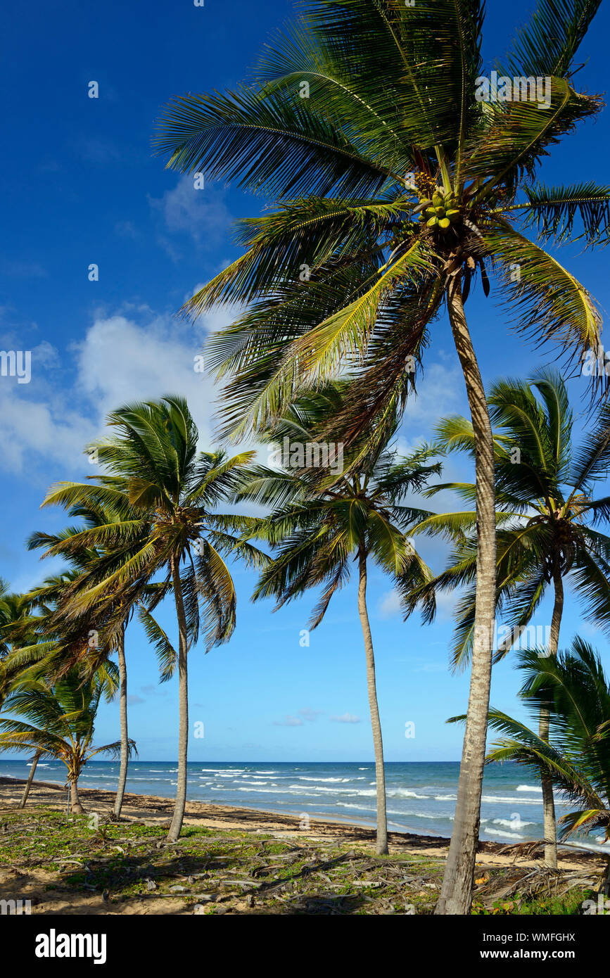Près de la plage de Uvero Alto, Punta Cana, République dominicaine, Caraïbes, Amérique Latine Banque D'Images