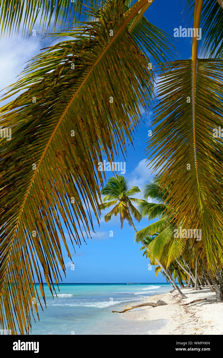 Palm Beach, île de Isla Saona, Parque Nacional del Este, la République dominicaine, Caraïbes, Amérique Latine Banque D'Images