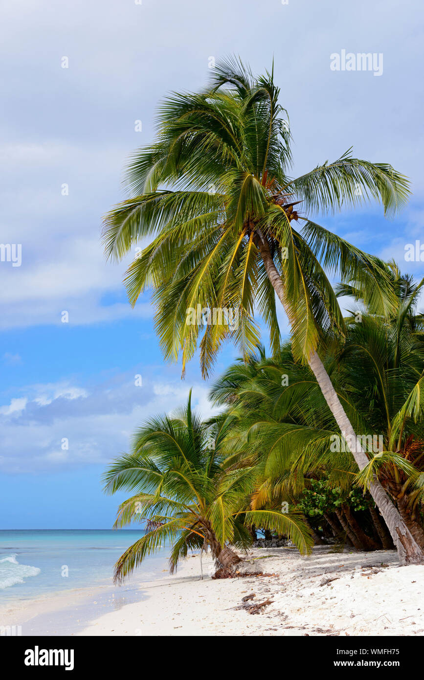 Palm Beach, île de Isla Saona, Parque Nacional del Este, la République dominicaine, Caraïbes, Amérique Latine Banque D'Images