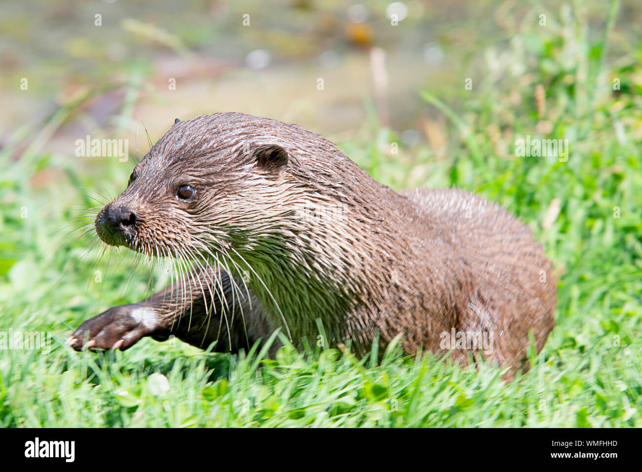 Wild otter sur banque sur un jour d'été Banque D'Images