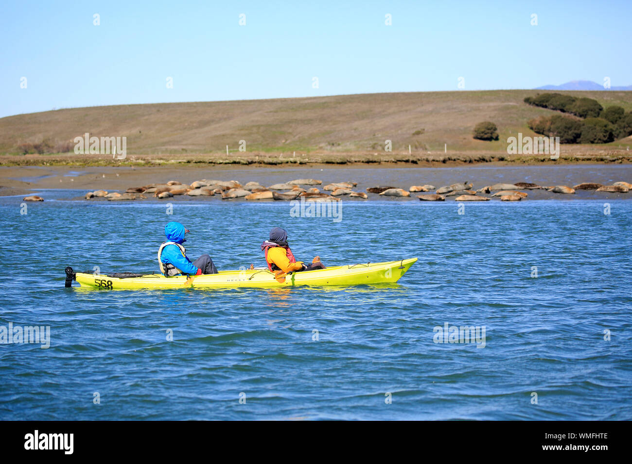Elkhorn Slough, Monterey, Kayak, voyage avec kayak, Elkhorn Sloug, Monterey, Californie, en Amérique du Nord, Etats-Unis Banque D'Images