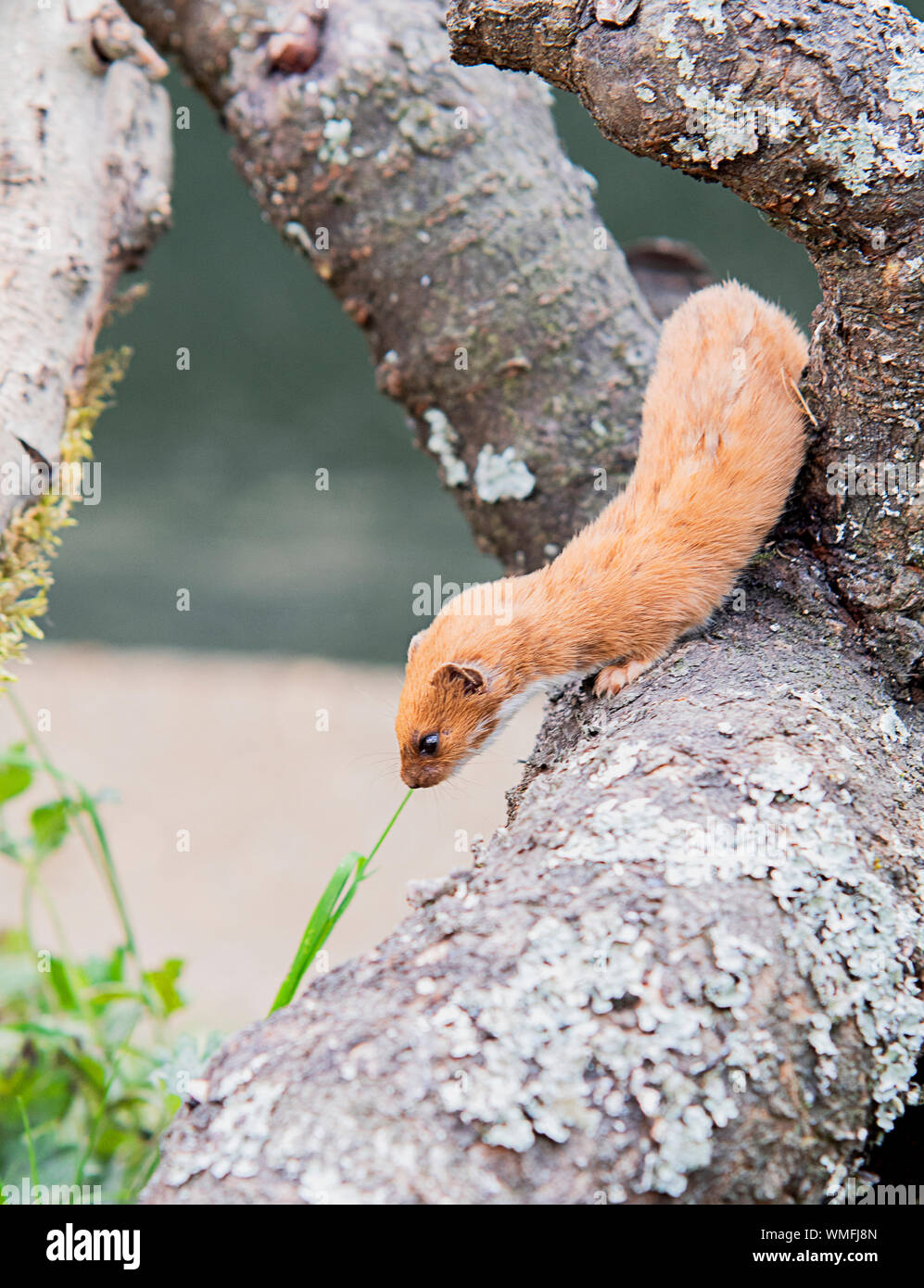 Weasel , mammifère britannique l'escalade sur le log Banque D'Images