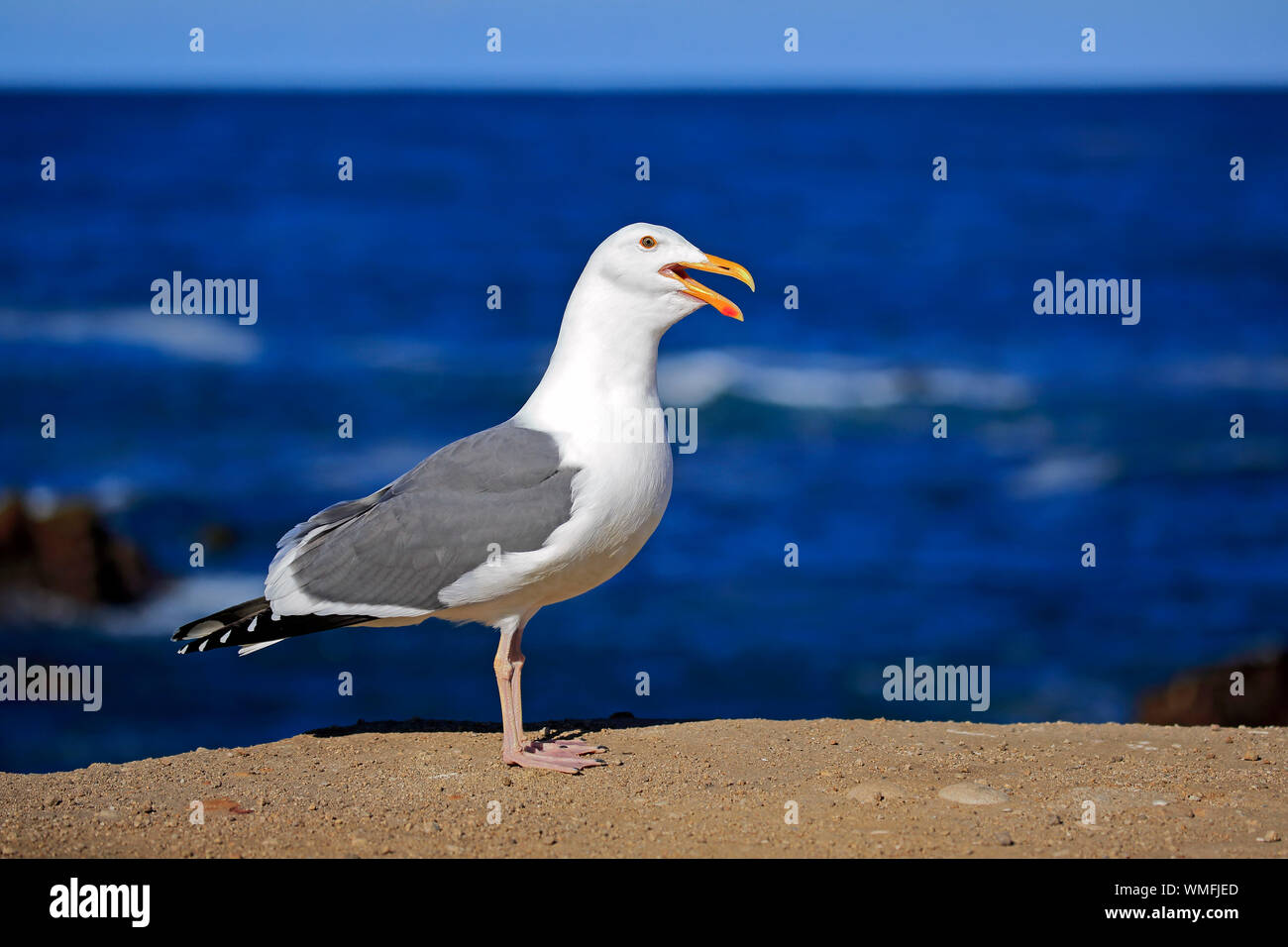 Western Gull, adulte, Monterey, Californie, en Amérique du Nord, USA, (Larus occidentalis) Banque D'Images
