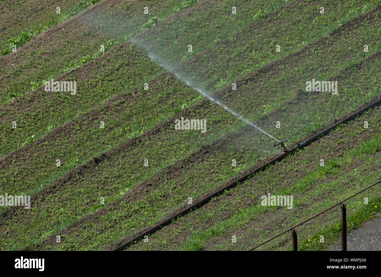 L'irrigation par aspersion, weinsberg, Heilbronn, Bade-Wurtemberg, heilbronn-Franconie, Allemagne Banque D'Images