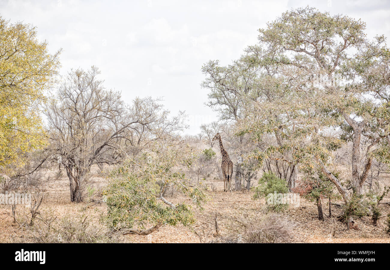 Une girafe reste tout en tenant à l'abri du soleil de midi sous de grands arbres à Tanda Tula Game Reserve à la périphérie de Kruger en Afrique du Sud Banque D'Images