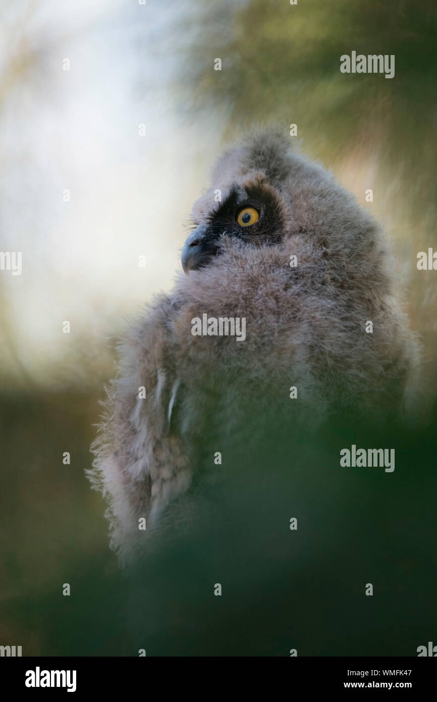 Hibou moyen-duc, jeune, Velbert, Rhénanie du Nord-Westphalie, Europe, (Asio otus) Banque D'Images