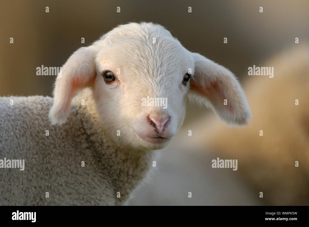 Les moutons domestiques, l'agneau Banque D'Images