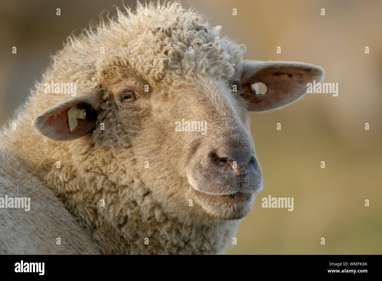 Les moutons domestiques, ewe Banque D'Images