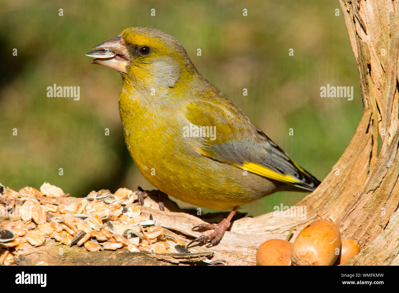 Verdier d'Europe, (Chloris chloris) Banque D'Images