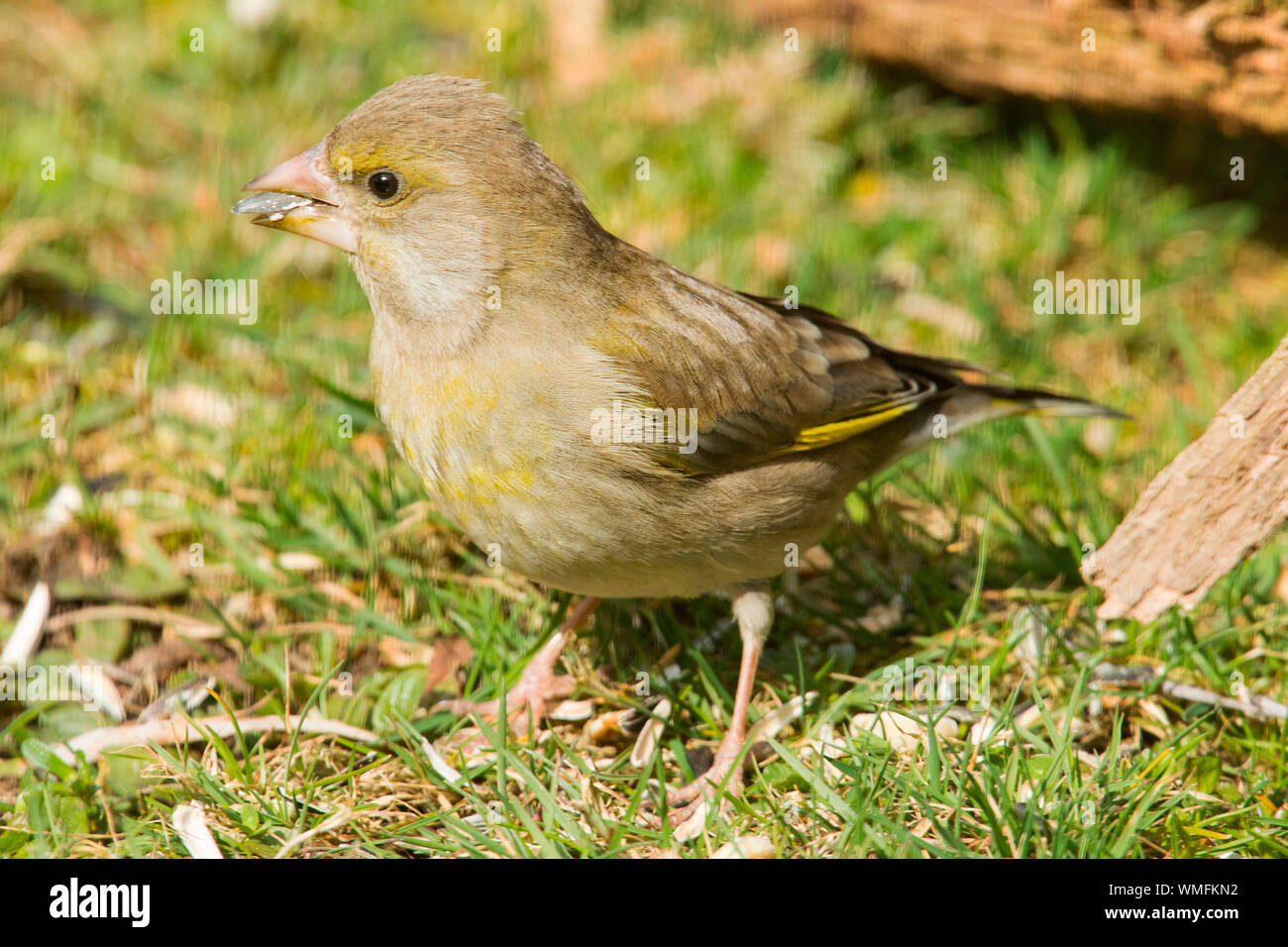 Verdier d'Europe, (Chloris chloris) Banque D'Images