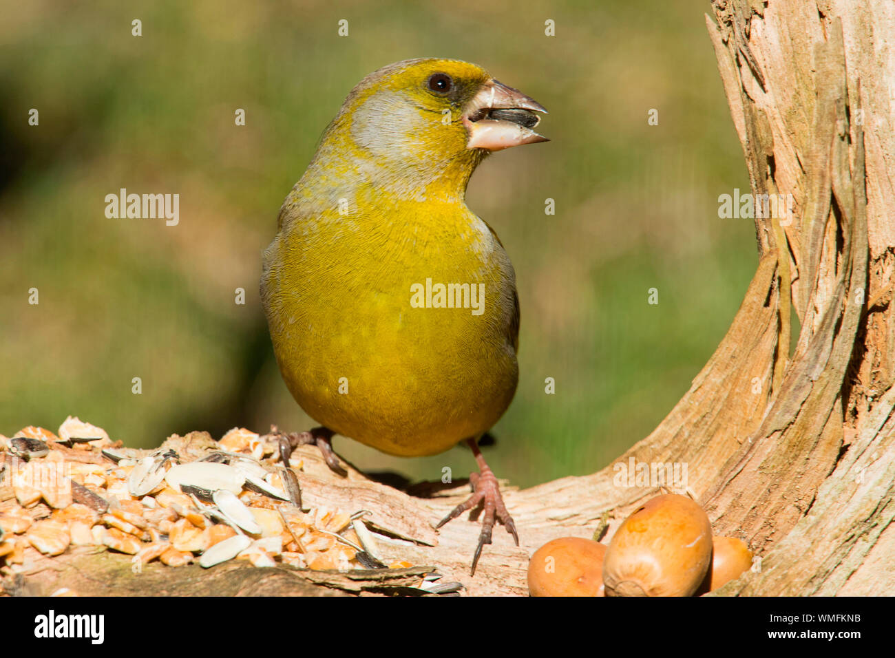 Verdier d'Europe, (Chloris chloris) Banque D'Images