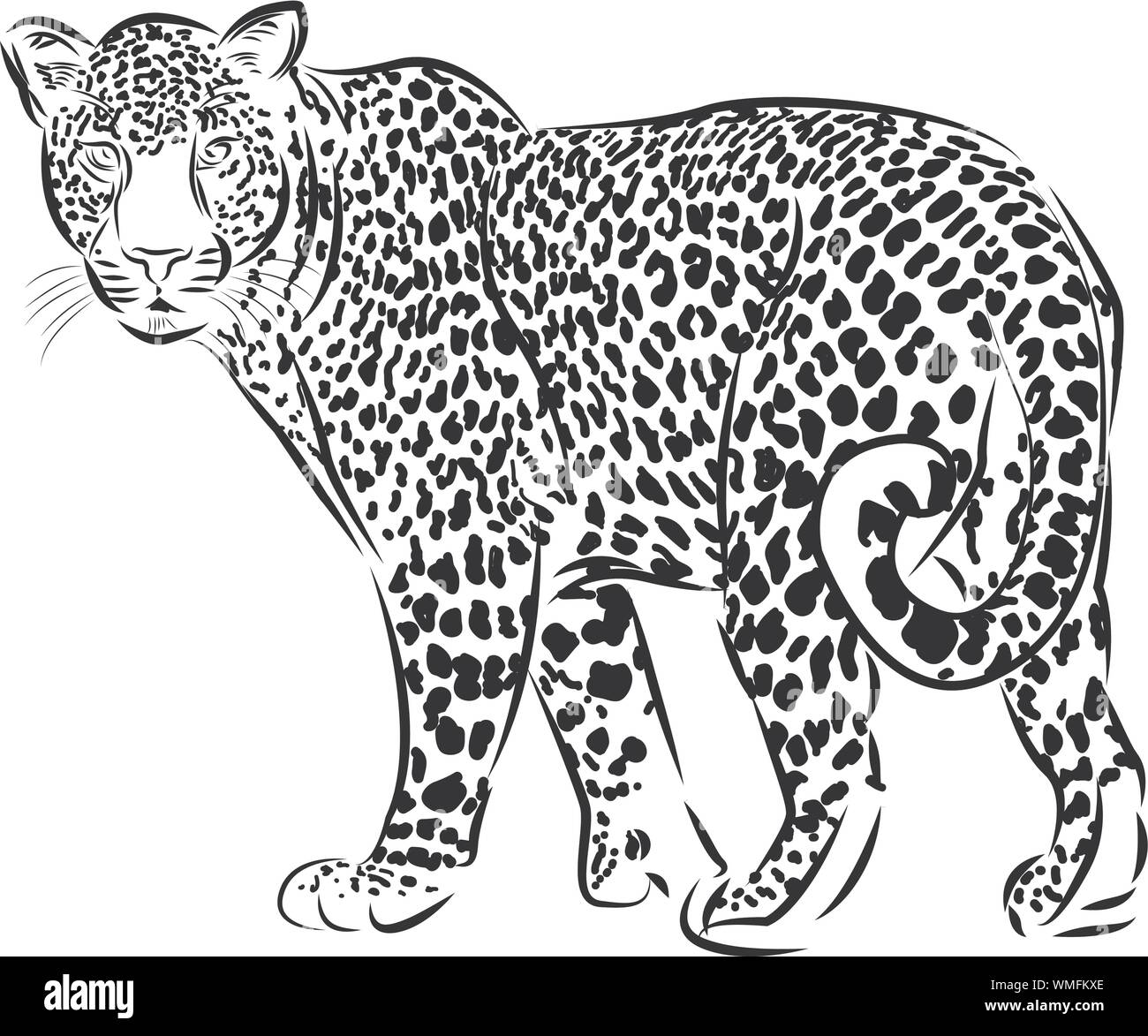 Zoo. La faune africaine. Puma, léopard, chat sauvage, coguar, mountain lion.  Illustration à la main pour la conception de tatouage, gravure d'animal  sauvage Image Vectorielle Stock - Alamy