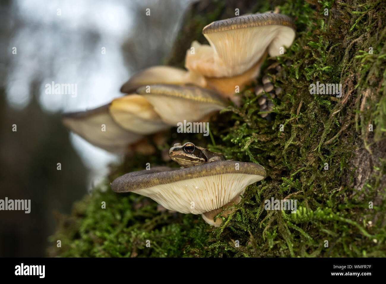 Brun commun européen, la grenouille (Rana temporaria), (Panellus serotinus), la fin de l'oyster champignons, Mecklenburg-Vorpommern, Allemagne Banque D'Images