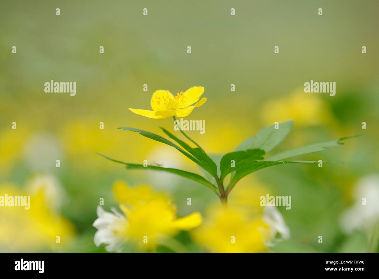 Anémone jaune, Sachsen-Anhalt, Allemagne, (anémone) Banque D'Images
