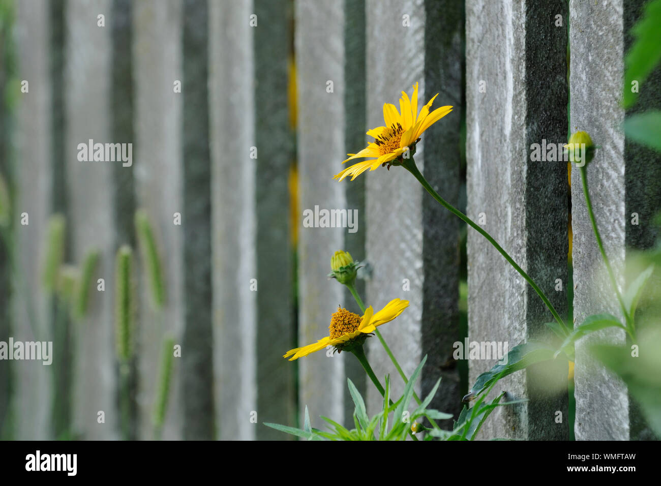 Échinacée jaune à fleurs (Rudbeckia fulgida) au jardin clôture Banque D'Images