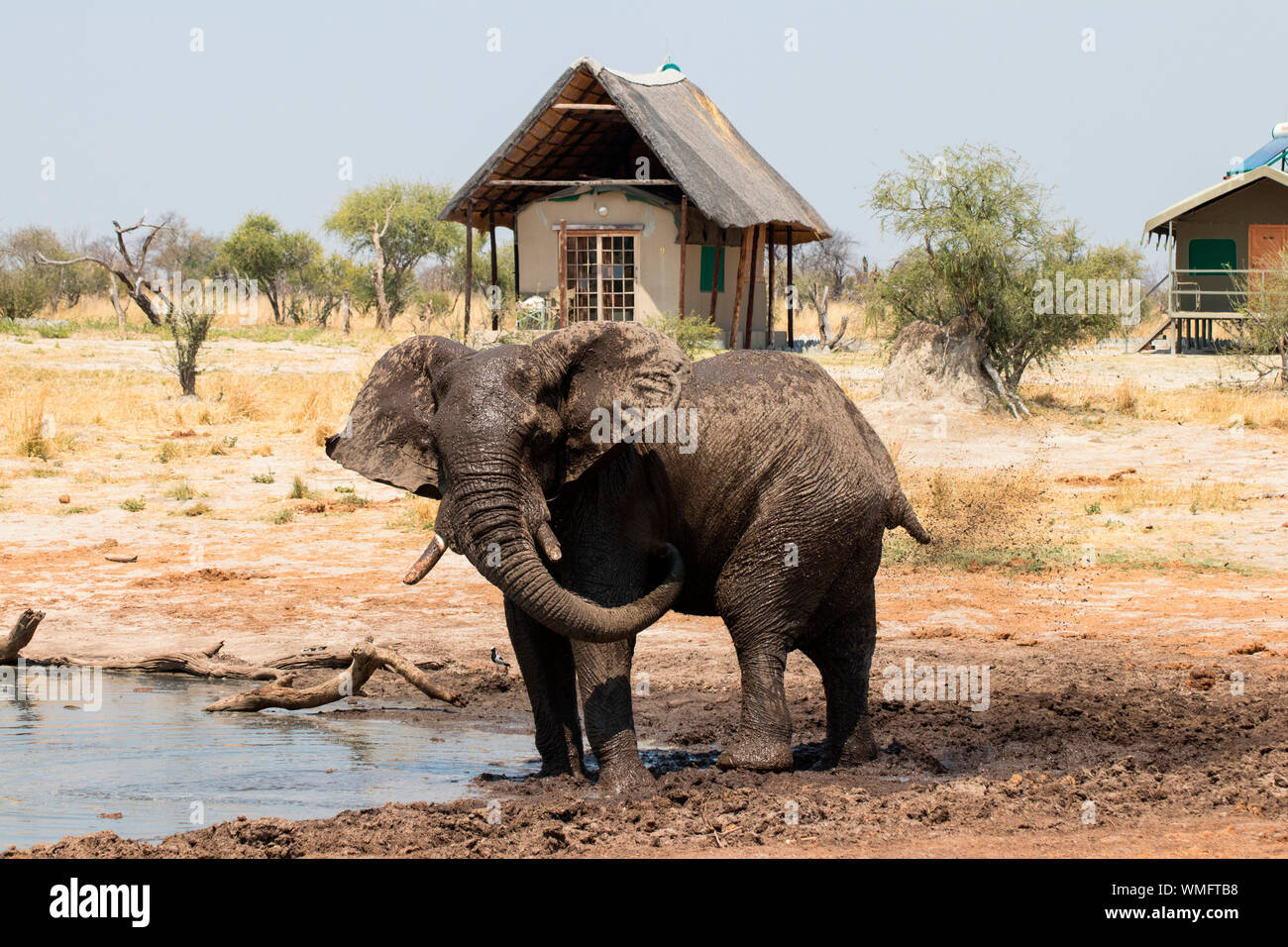 L'éléphant l'éléphant africain, Sands Lodge, le Botswana, l'Afrique, (Loxodonta africana) Banque D'Images