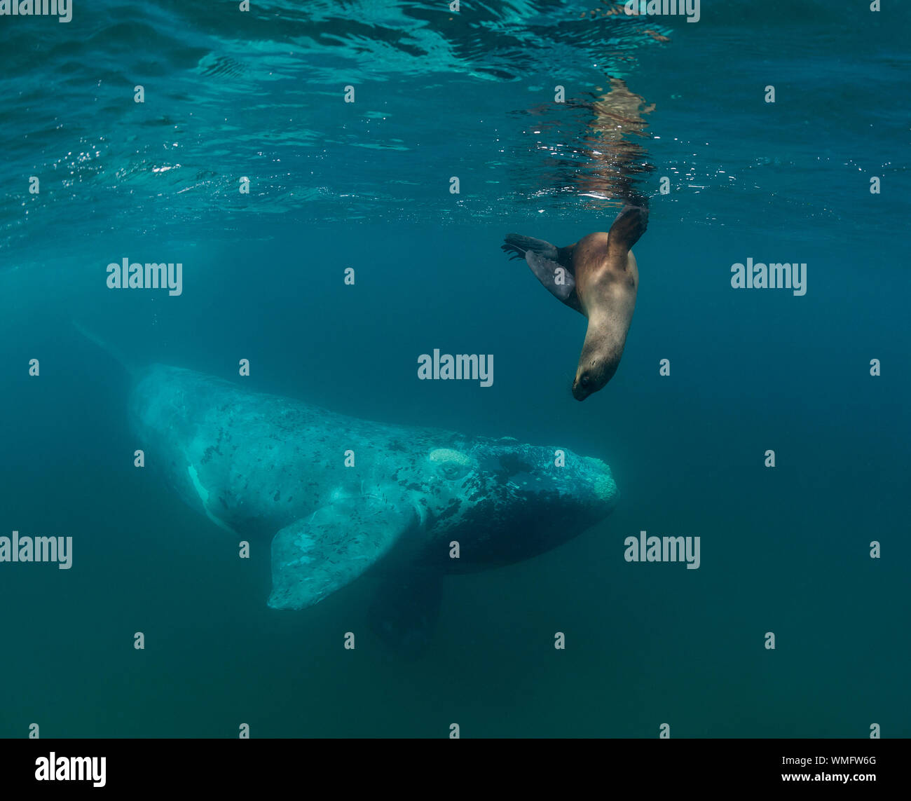 Jeune baleine australe et curieux lion de mer du sud en interaction, golfe de Nuevo, péninsule de Valdes, Argentine. Banque D'Images