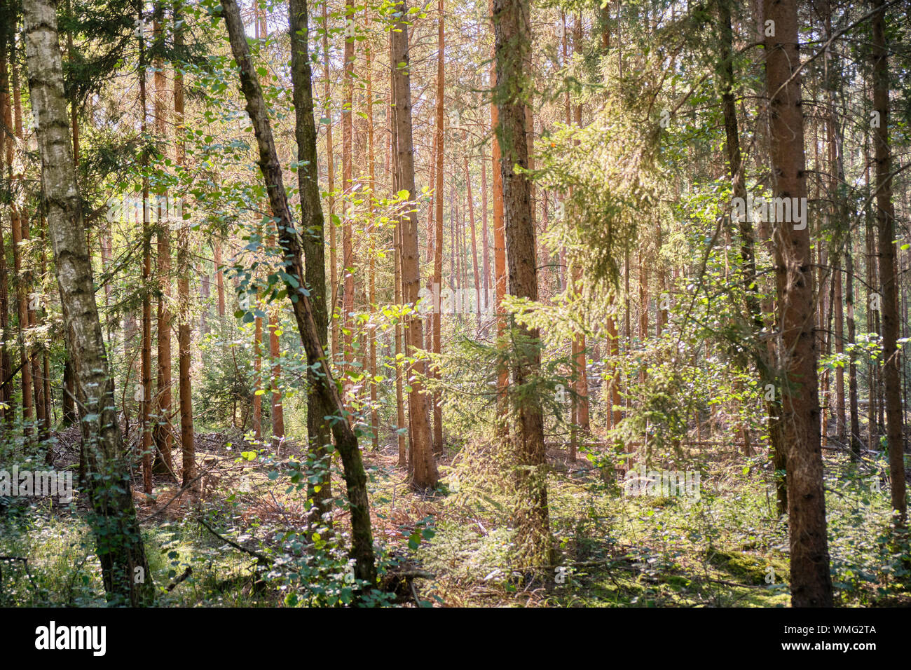 Belle forêt de l'été de la Franconie avec de nombreux conifères dans le Nürnberger Land en Allemagne près de Schönberg Banque D'Images