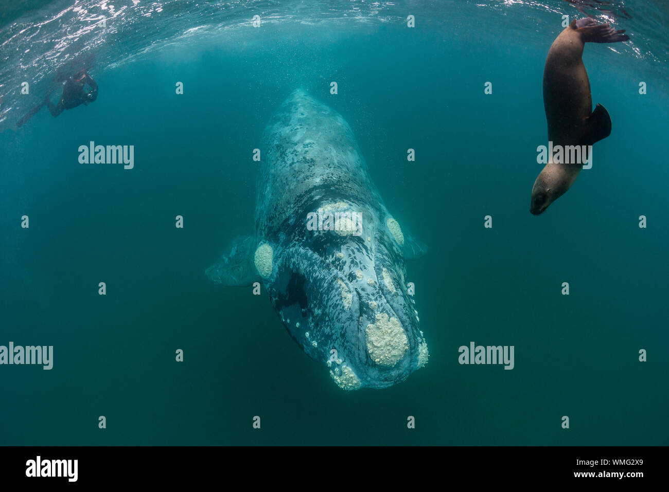Jeune baleine australe et curieux lion de mer du sud en interaction, golfe de Nuevo, péninsule de Valdes, Argentine. Banque D'Images