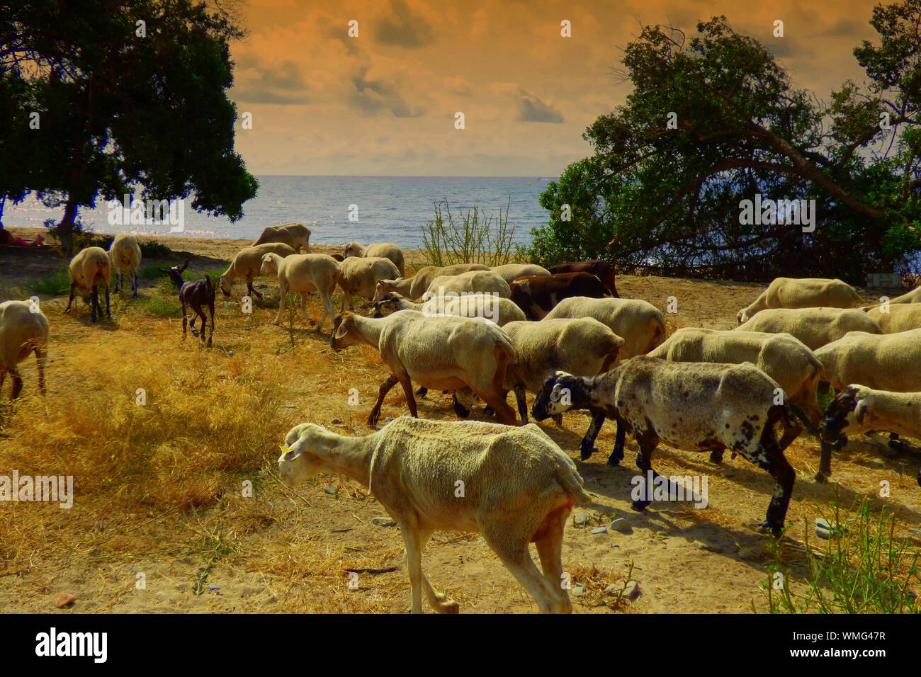 Mouton au bord de la mer Banque de photographies et d’images à haute résolution Alamy
