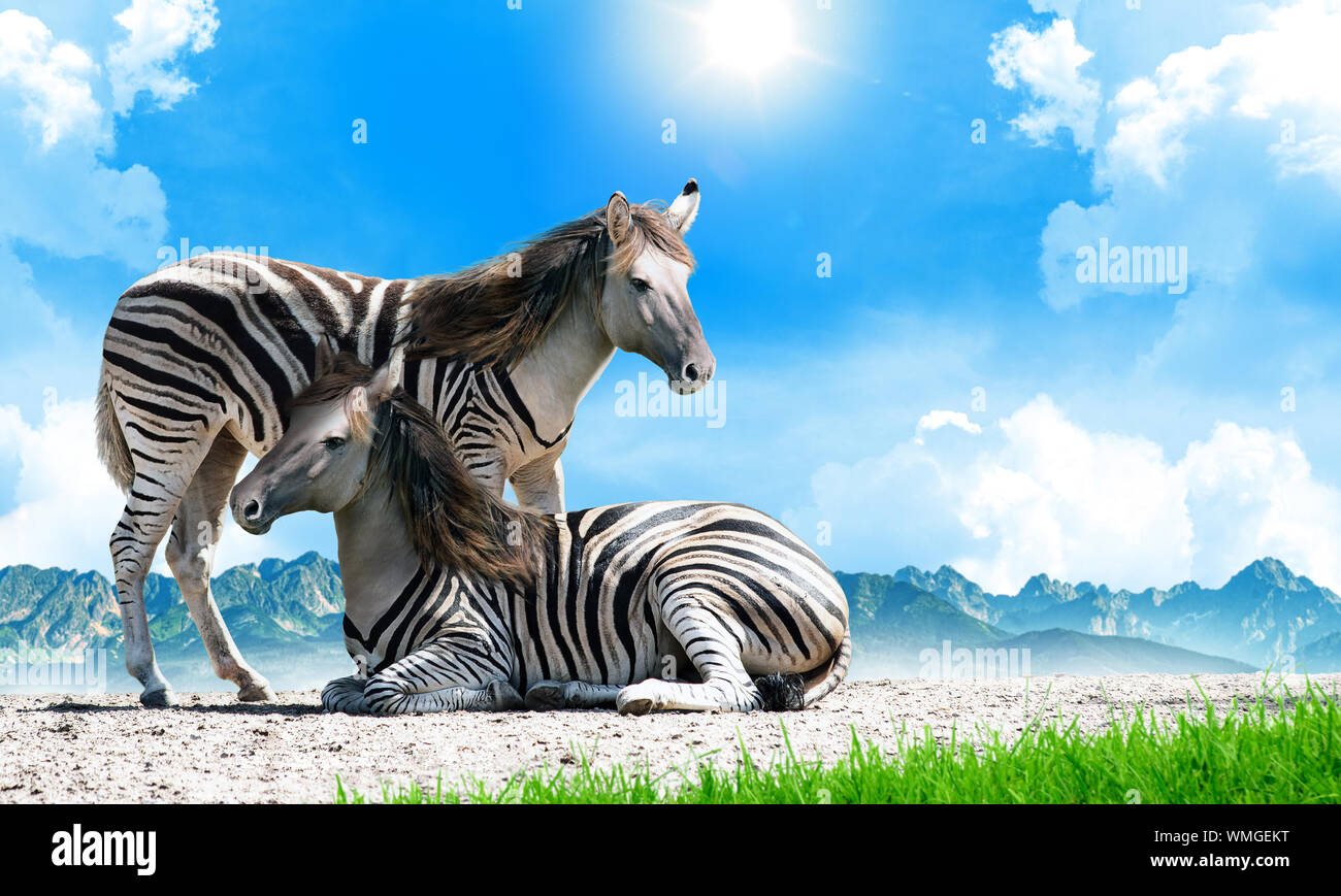 Zorse, un zèbre et l'hybride. Equus zebra x Equus caballus. Arrière-plan avec copie espace. Banque D'Images