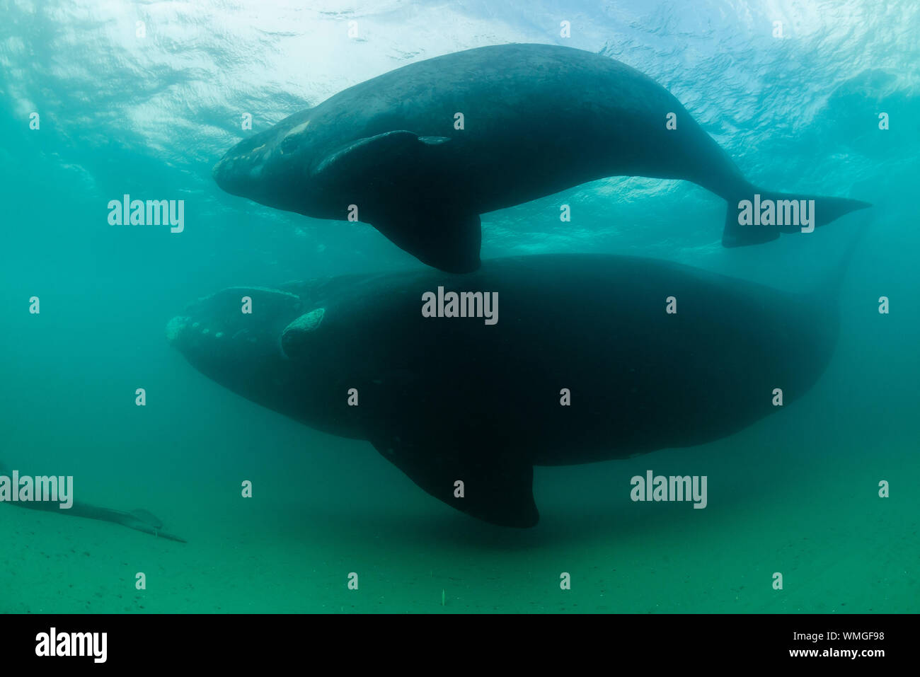 Baleine franche australe, Eubalaena australis, et son petit piscine autour de la carcasse d'une baleine morte, veau du golfe Nuevo, la Péninsule de Valdès, l'Argentine. Banque D'Images