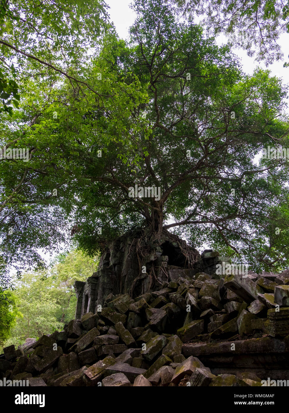 Un arbre grandit à partir d'un pile de roche à Beng Mealea temple à Angkor à Siem Reap, Cambodge. Banque D'Images