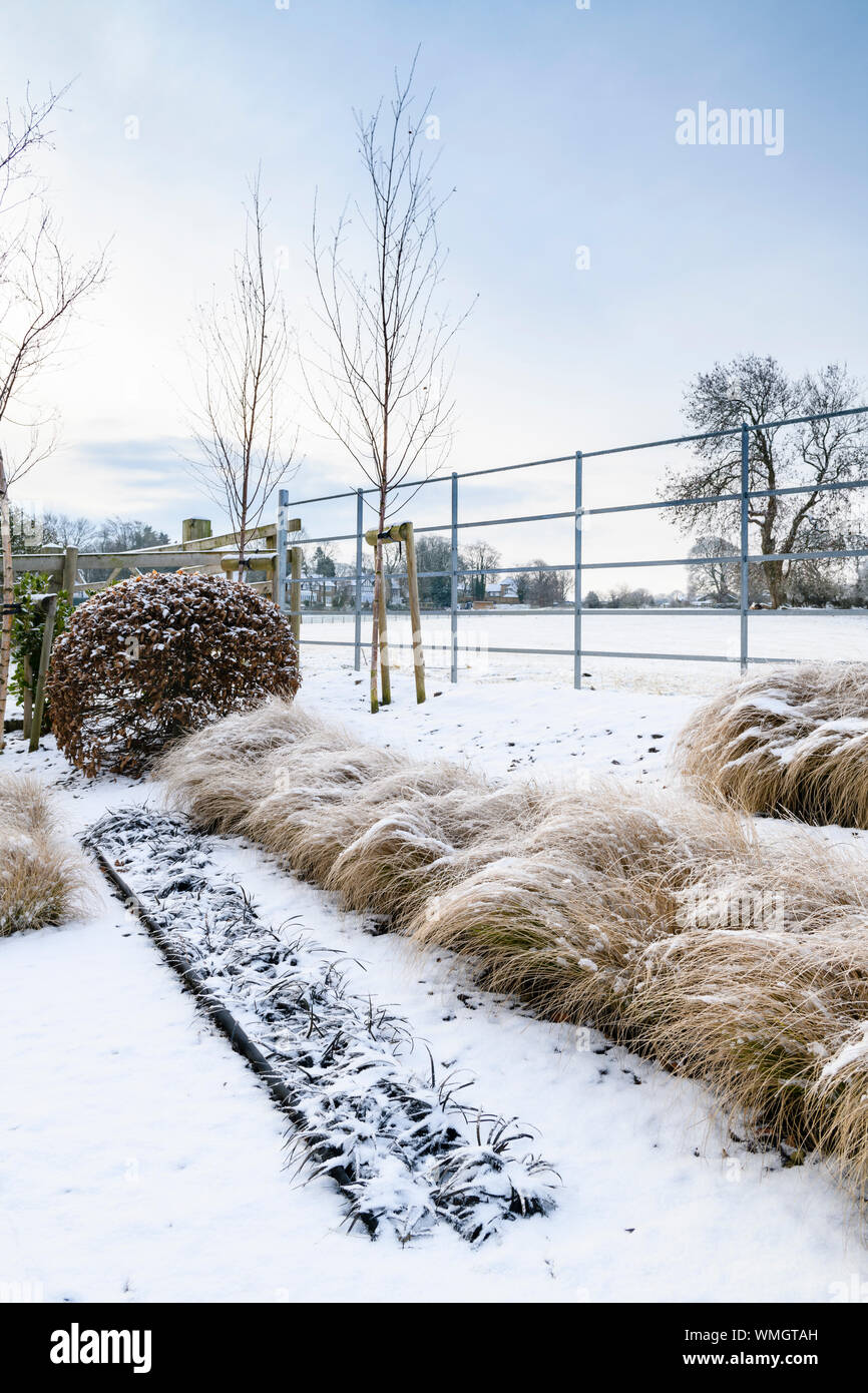 Frontière herbacées avec élégant et contemporain (herbes & topiaire en lignes) - petit coin de jardin d'hiver couvert de neige - Yorkshire, Angleterre, Royaume-Uni Banque D'Images