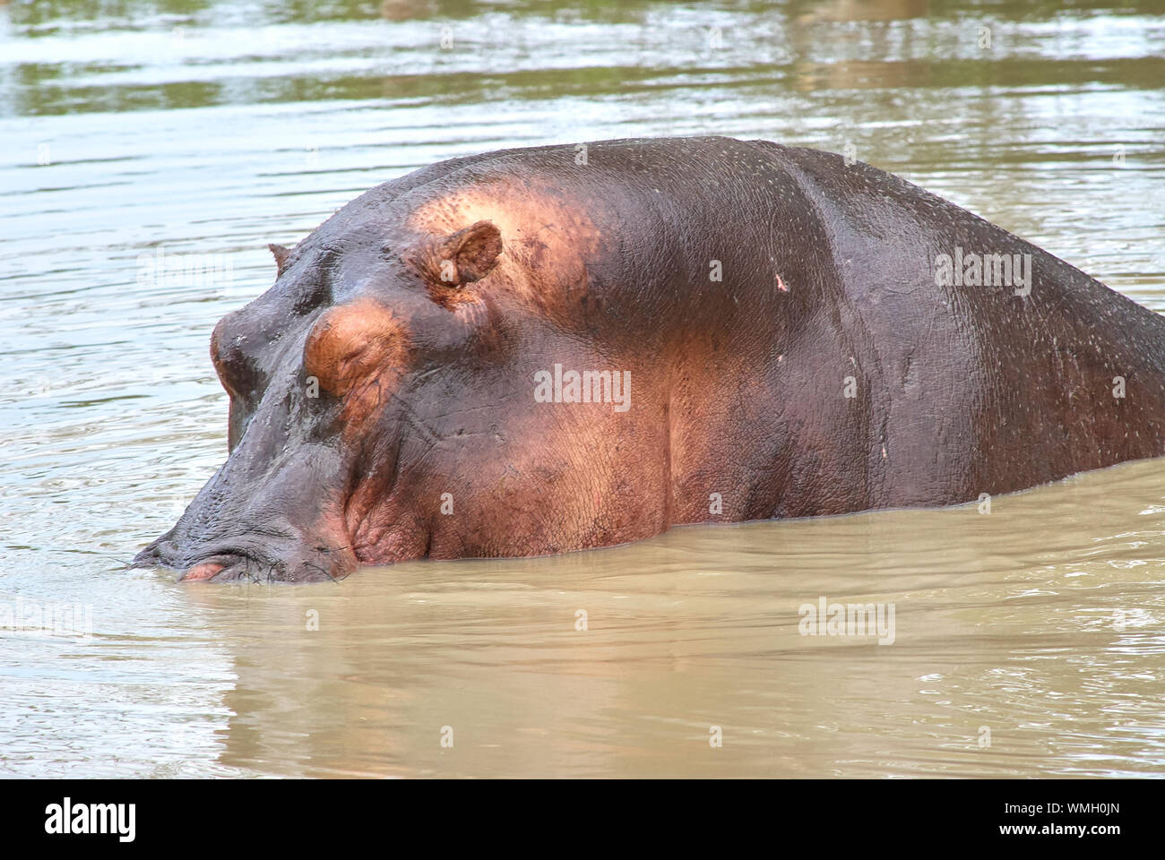 Un grand hippopotame, moitié immergé dans la rivière Ruaha Banque D'Images