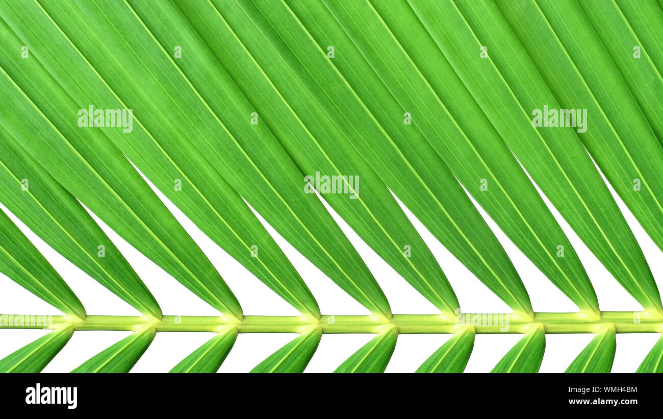 Fermé en vert l'alignement des feuilles de palmier sur fond blanc. Banque D'Images