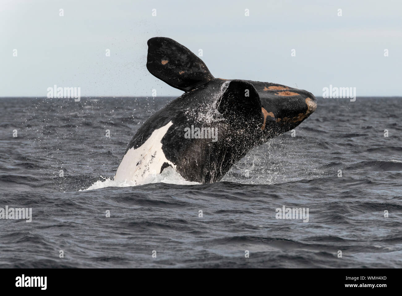 Baleine franche australe, Eubalaena australis, violer dans le golfe Nuevo, la Péninsule de Valdès, l'Argentine. Banque D'Images