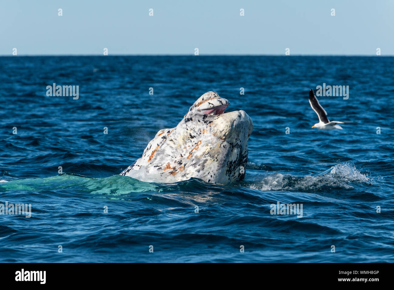 Baleine franche australe, Eubalaena australis, violer dans le golfe Nuevo, la Péninsule de Valdès, l'Argentine. Banque D'Images