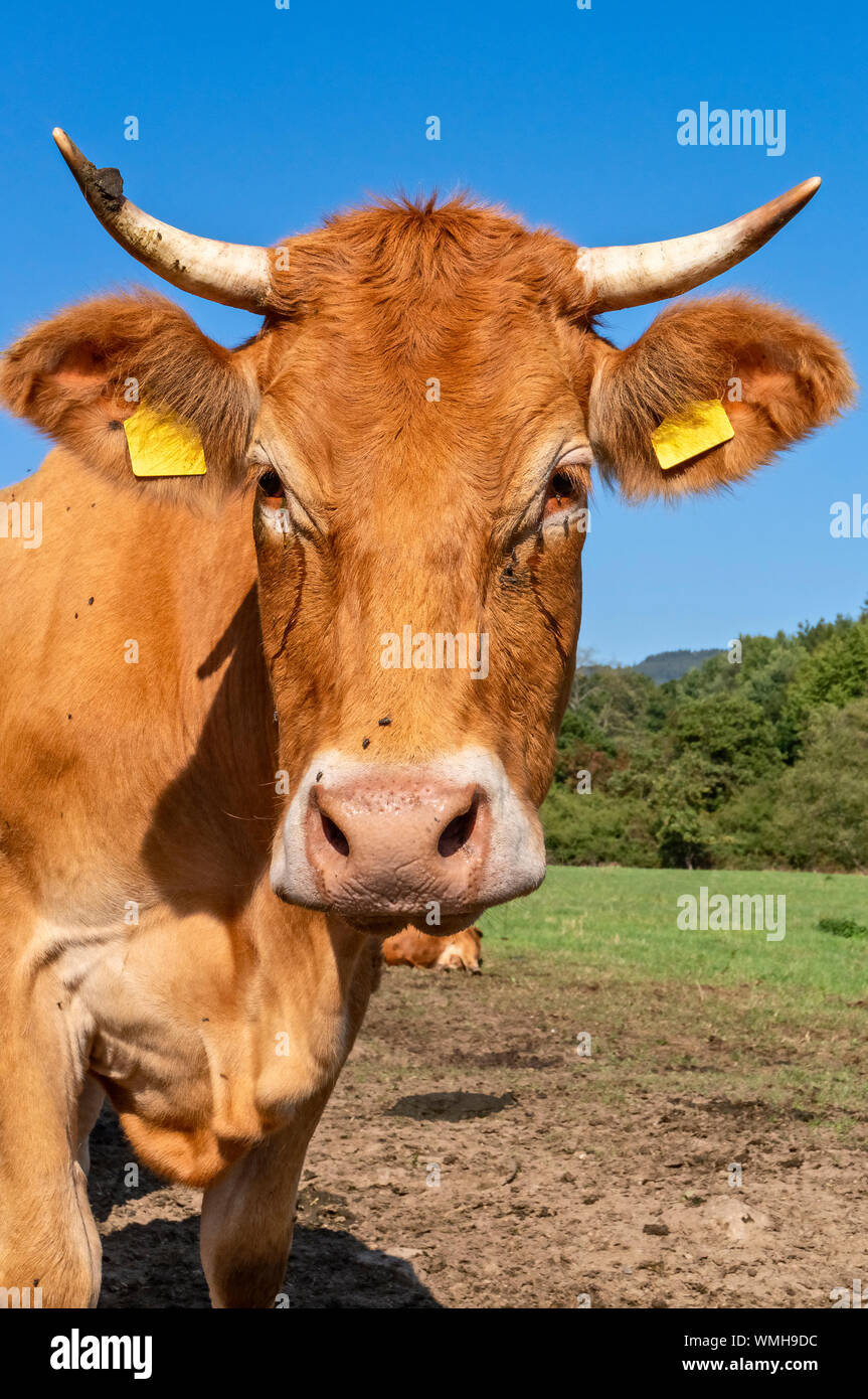 Les bovins (Limousin) sur un pâturage dans le Taunus / Hesse, Allemagne Banque D'Images
